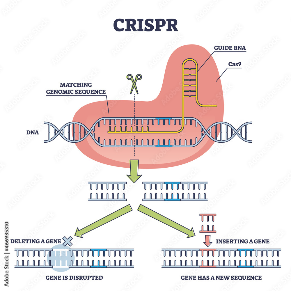 CRISPR as genetic DNA sequence engineering with gene mutation outline diagram. Labeled educational explanation with Cas9, guide RNA and new helix part vector illustration. Artificial genome editing. Stock 벡터 | Adobe Stock