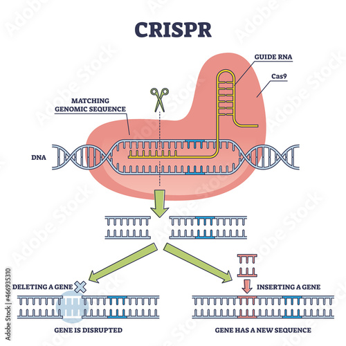 CRISPR as genetic DNA sequence engineering with gene mutation outline diagram. Labeled educational explanation with Cas9, guide RNA and new helix part vector illustration. Artificial genome editing. photo
