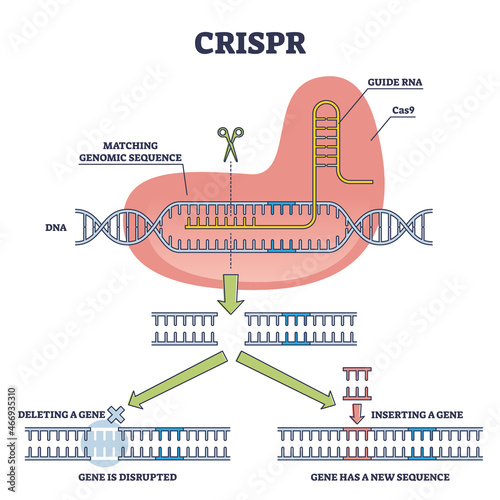 CRISPR as genetic DNA sequence engineering with gene mutation outline diagram. Labeled educational explanation with Cas9, guide RNA and new helix part vector illustration. Artificial genome editing.