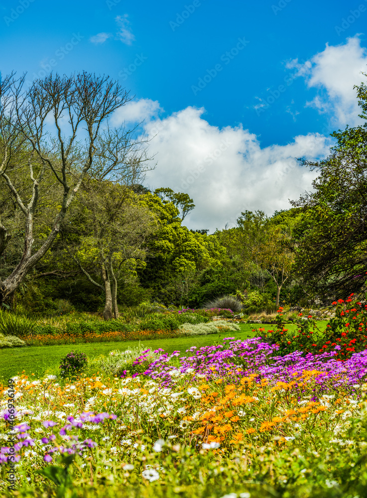 Portrait shot of colourful flowers in Kirstenbosch garden