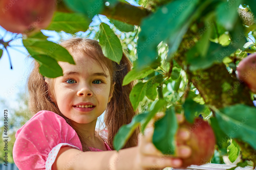 A child plucks a red apple from a branch in a green garden. A little girl is picking apples. A child plucks a red apple from a branch in a green garden. A little girl is picking apples.