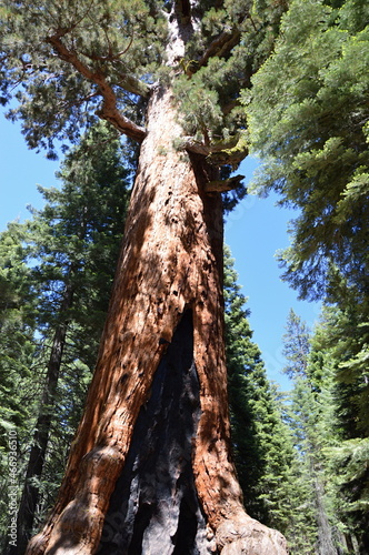 Mammutbaum im Yosemite National Park, Kalifornien