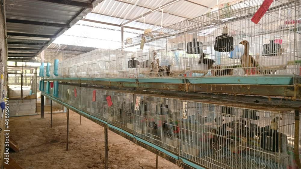 Young chickens raising in cages on poultry farm Young chickens raising in cages on poultry farm