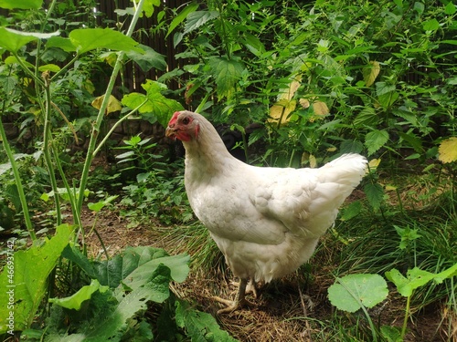 White chicken walk in the grass on the farm. young hen in the poultry yard