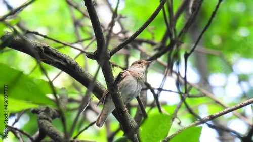 thrush nightingale (luscinia luscinia) sits on a tree branch and sings in the forest. natural sound photo