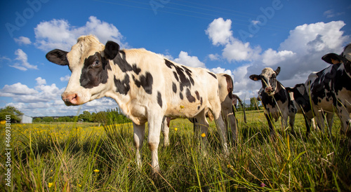 Troupeau de vache laitière ou normande en campagne. © Thierry RYO
