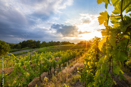 Quadro em tela Vigne au couché du soleil dans un paysage viticole de France.
