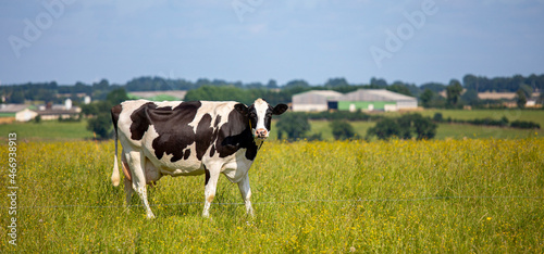 Vache laitière en campagne devant une ferme en France.