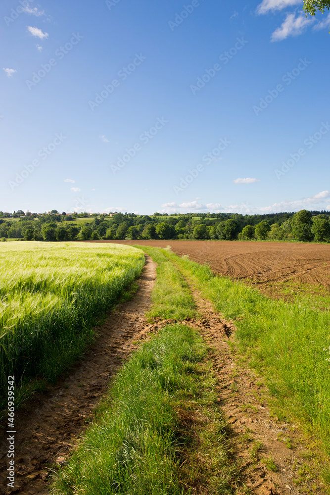 Paysage de campagne et chemin de terre à travers la nature au printemps.