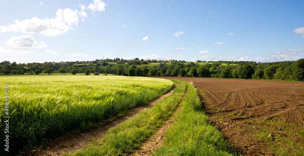 Paysage de campagne, chemin de terre au milieu des champs au printemps.