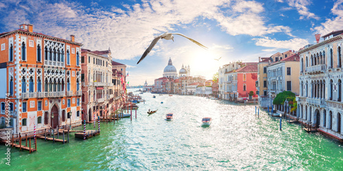 A seagull flies by the Grand Canal buildings, Venice, Italy
