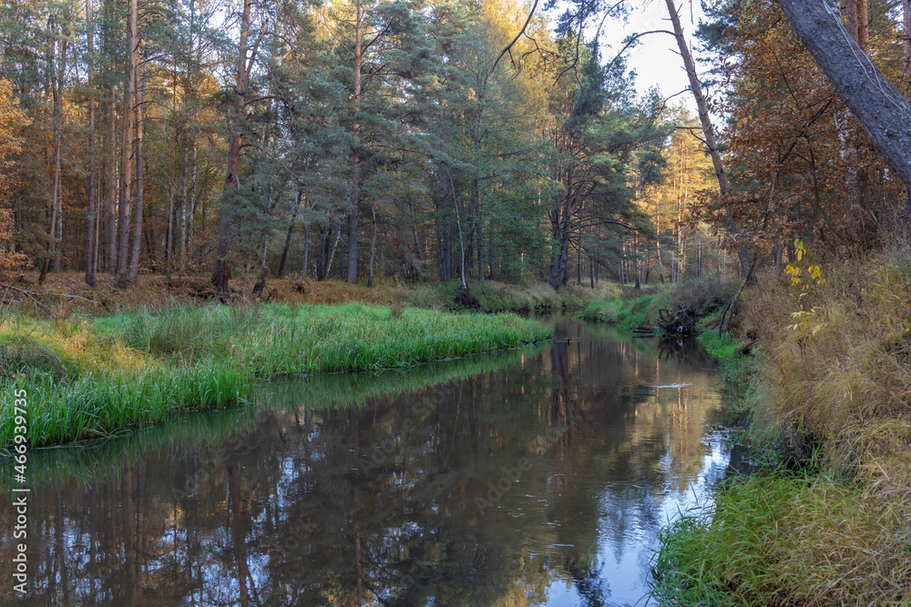 Landscape with a small river in the autumn forest. A river in a fairy forest with bright and rich colors. autumn colors in a dark forest. Landscape with a small river in the autumn forest. A river in a fairy forest with bright and rich colors. autumn colors in a dark forest.