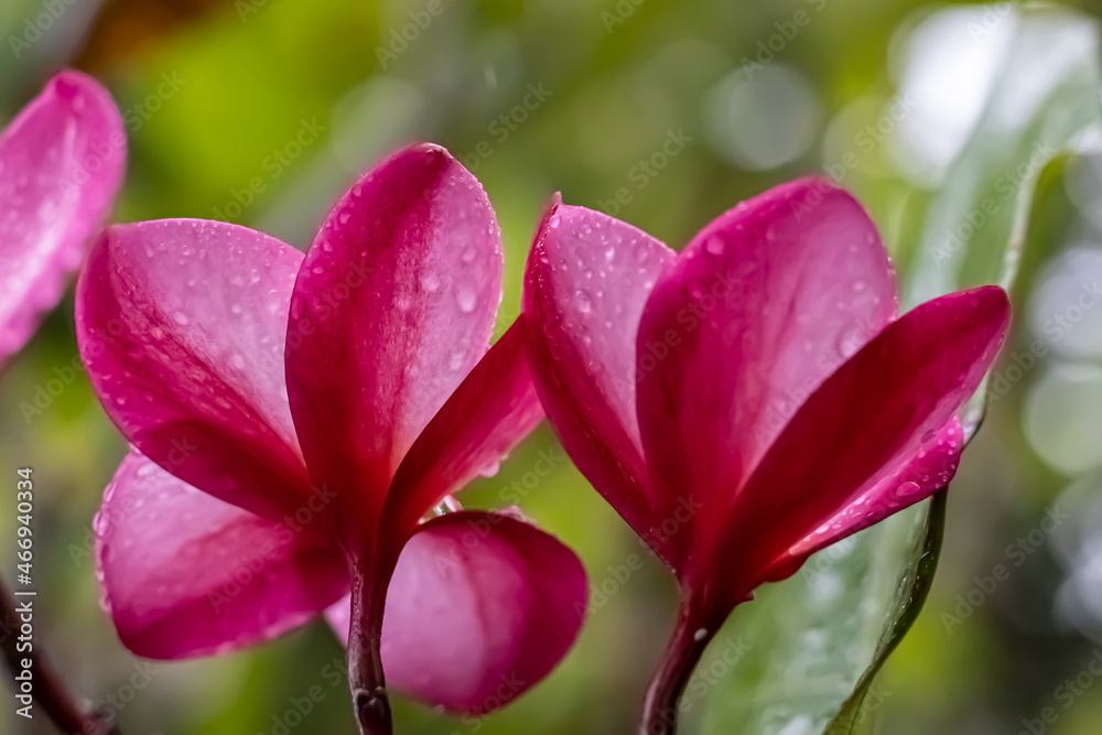 Pink Cambodia frangipani flower in the rain