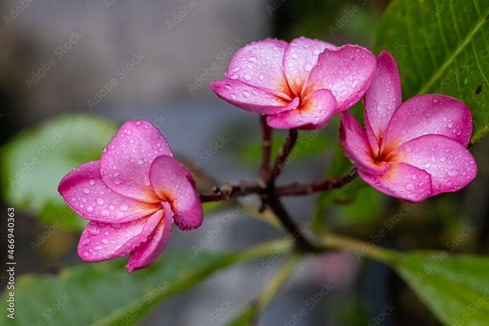 Pink Cambodia frangipani flower in the rain Pink Cambodia frangipani flower in the rain