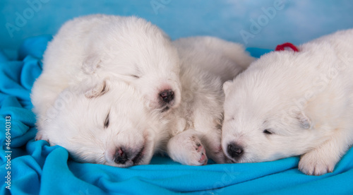 White Samoyed puppies are sleeping in a blanket