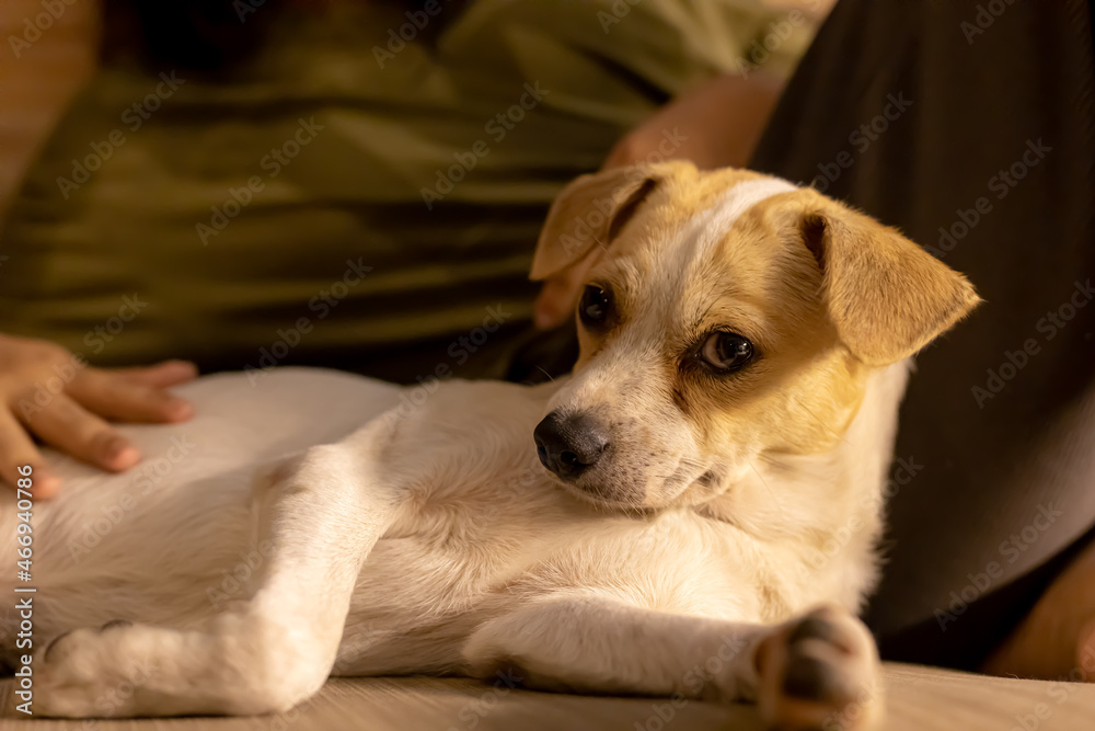 Obraz premium puppy on the couch