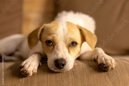 puppy on the couch © Garuda