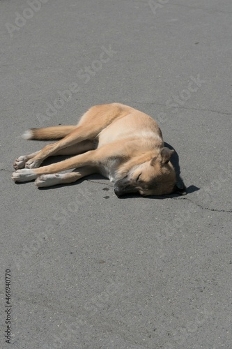 Street dog sleeping on the gray asphalt.