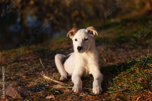 Cute mixed breed white puppy dog lying and relaxing on autumn grass. Synny day in park.