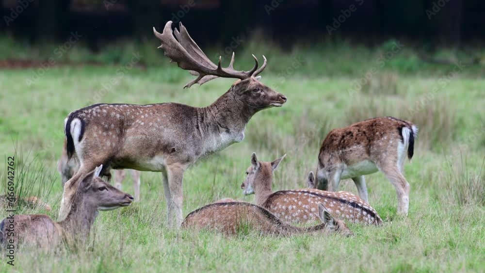 Fallow buck calling on the forest meadow with a female herd, rutting time, rutting place, autumn, (dama dama), germany Fallow buck calling on the forest meadow with a female herd, rutting time, rutting place, autumn, (dama dama), germany