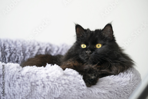 A black fluffy cat with yellow eyes lies and rests at home on a soft bed during the day.