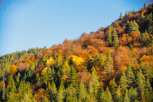 Bright colors of the autumn forest, autumn in the mountains
