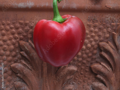 Rote Paprika hängt Vor einen Blumentopf