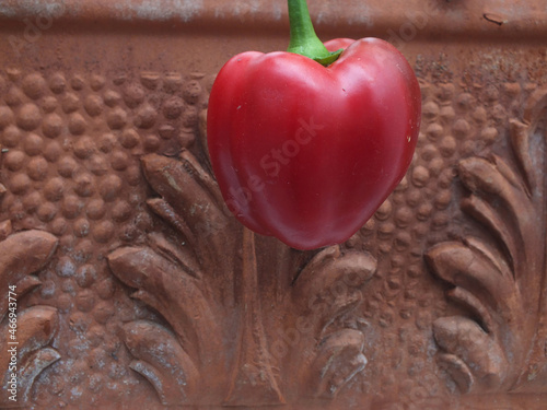 Rote Paprika hängt Vor einen Blumentopf