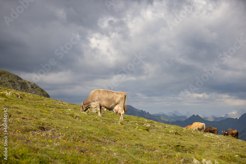 Beautiful cows are eating some grass. Wonderful cow is starring to the camera. Amazing hiking day in one of the most beautiful area in Switzerland called Pizol in the canton of Saint Gallen.