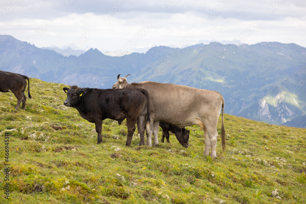 Beautiful cows are eating some grass. Wonderful cow is starring to the camera. Amazing hiking day in one of the most beautiful area in Switzerland called Pizol in the canton of Saint Gallen. Beautiful cows are eating some grass. Wonderful cow is starring to the camera. Amazing hiking day in one of the most beautiful area in Switzerland called Pizol in the canton of Saint Gallen.