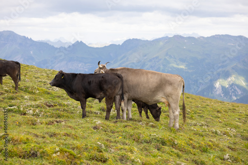 Beautiful cows are eating some grass. Wonderful cow is starring to the camera. Amazing hiking day in one of the most beautiful area in Switzerland called Pizol in the canton of Saint Gallen. © Philip
