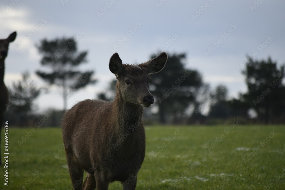Female red deer in a deer park