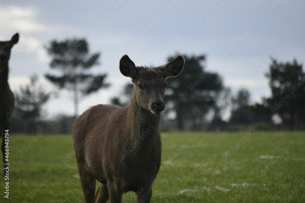 Female red deer in a deer park Female red deer in a deer park