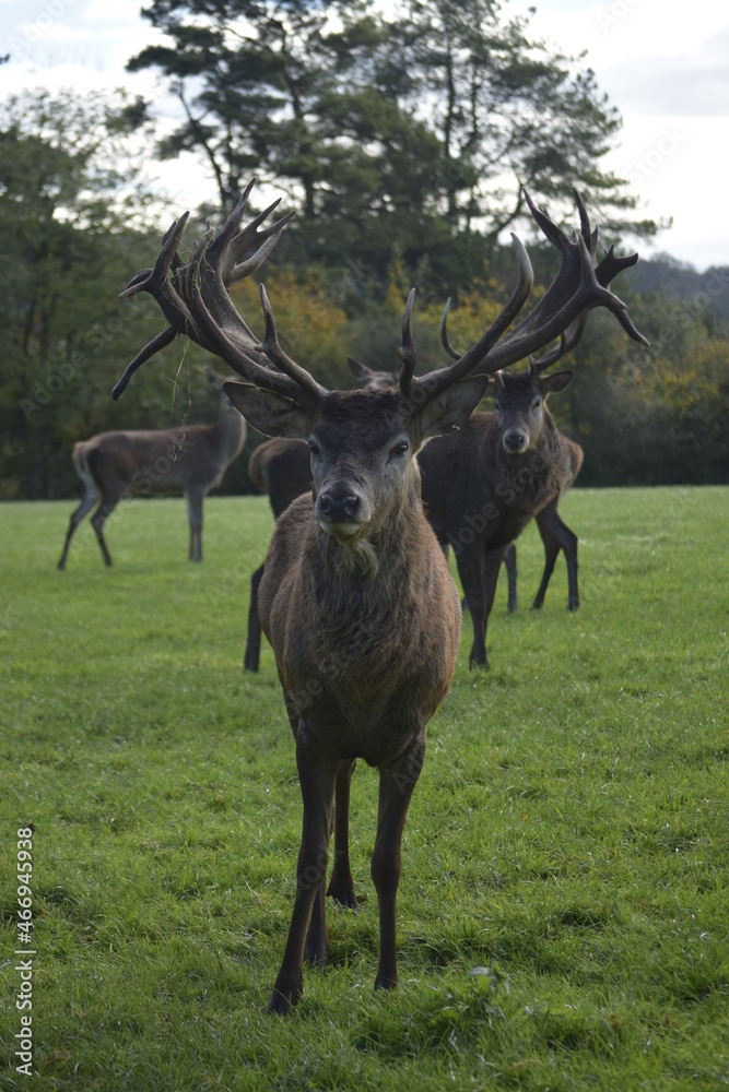 Fototapeta premium Red deer stag in a deer park