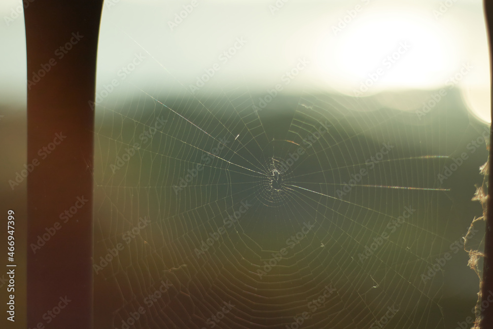 太陽光に照らされる蜘蛛の巣