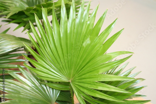 green palm leaf close up