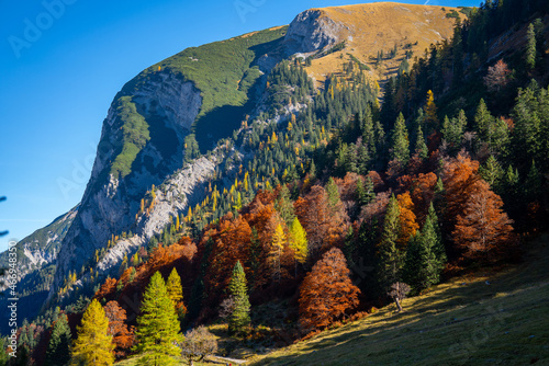 Großer Ahornboden im Herbst: Herbstlaub an uralten Ahornbäumen mit rot gelber Färbung an Bergflanke photo