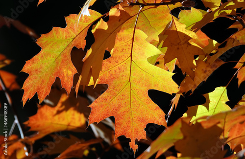 Autumn leaf on a tree branch