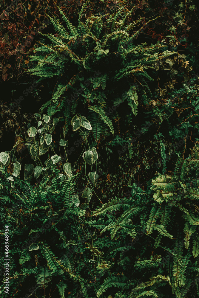 Obraz premium Wall decorated with flower and green branches, decorations background, Tropical Green Leaf on the green backgrounds, Background of green leaves