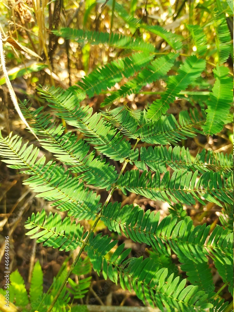 pine needles pine needles