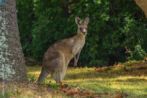 Fototapeta Naklejka Na Ścianę i Meble -  Kangaroos In the Wild in Goodna, Queensland Australia, Near abandoned buildings under tree
