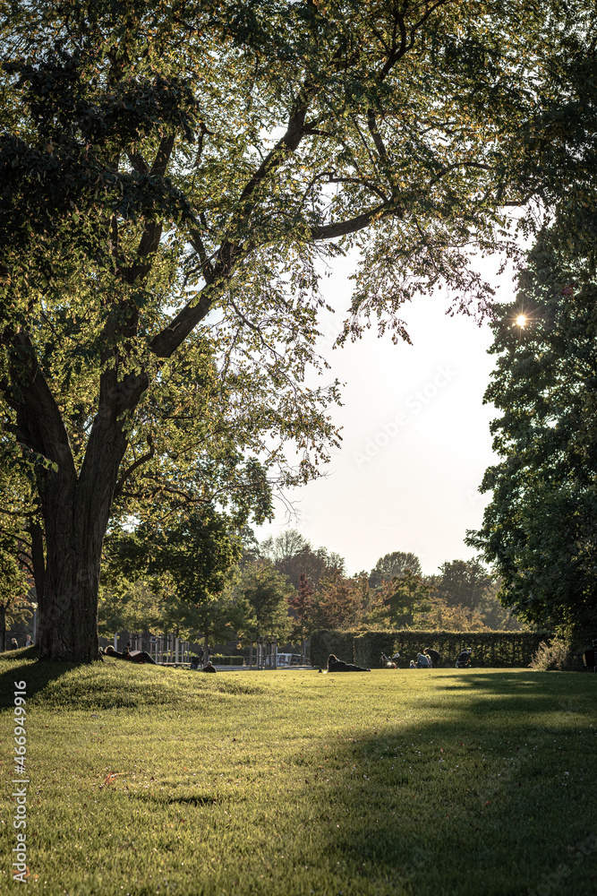 Obraz premium trees in the park