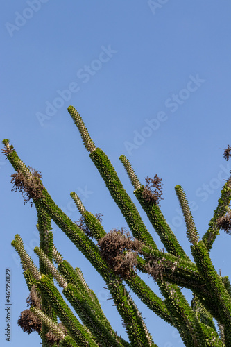 Madagascar Ocotillo Alluaudia procera growing upwards towards the blue sky photo