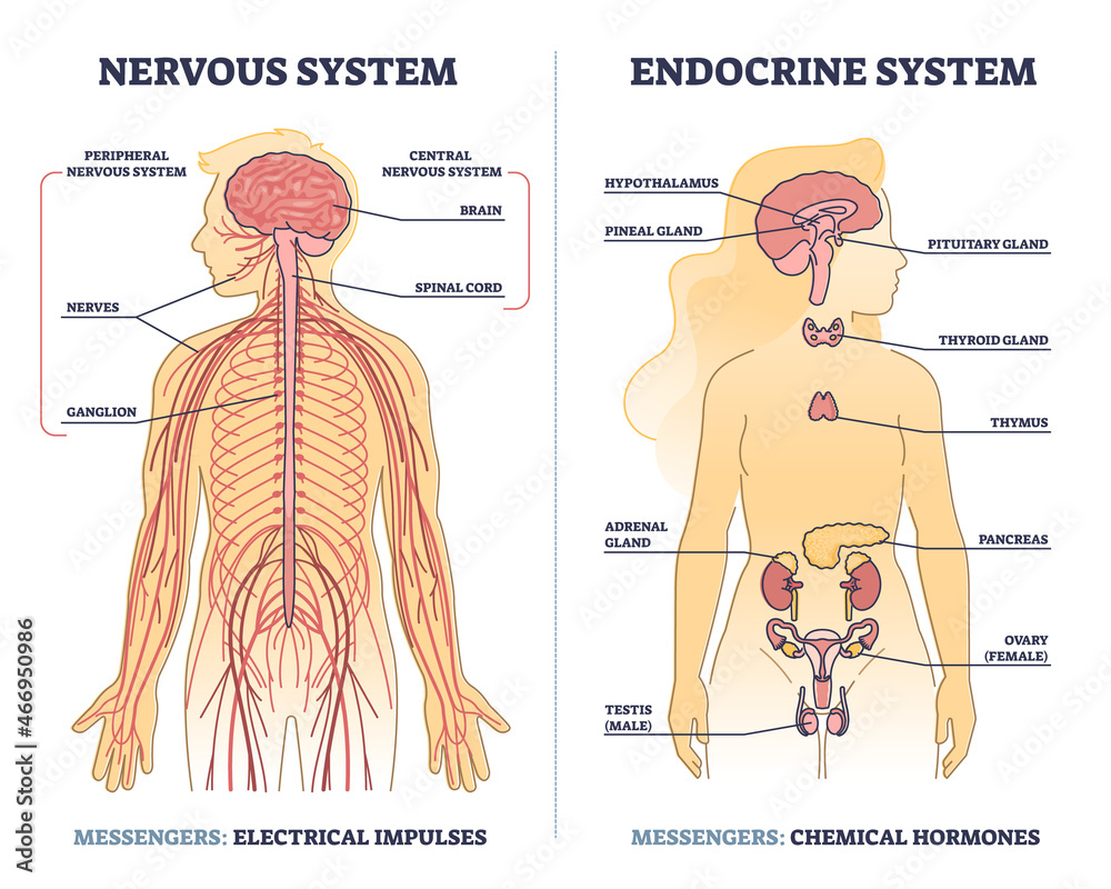 Vecteur Stock Nervous system vs endocrine with messengers differences  outline diagram. Labeled educational electrical impulses and chemical  hormones centers in human body vector illustration. Anatomical scheme. |  Adobe Stock