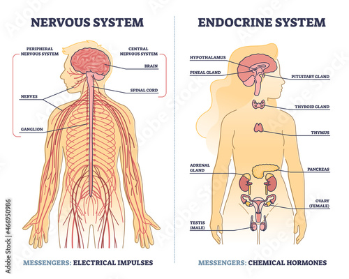 Nervous system vs endocrine with messengers differences outline diagram. Labeled educational electrical impulses and chemical hormones centers in human body vector illustration. Anatomical scheme.
