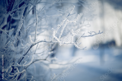 Snow-covered tree branches. Winter.