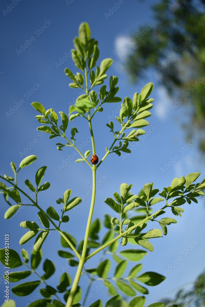 an insect perched on a leaf against a blue sky background an insect perched on a leaf against a blue sky background