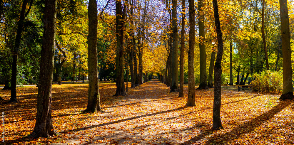 Allee mit Herbstlaub und intensiver goldener Herbstfärbung