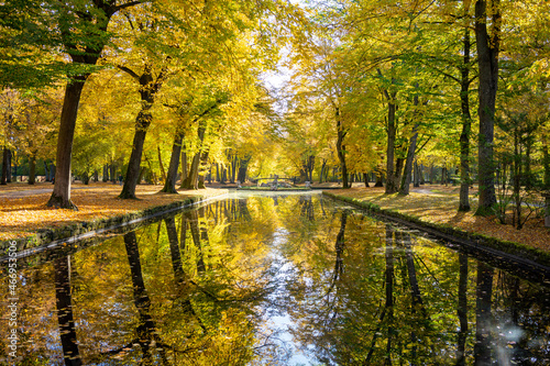Wasser-Alle mit intensiver gold-gelber Herbstf  rbung und Spiegelung