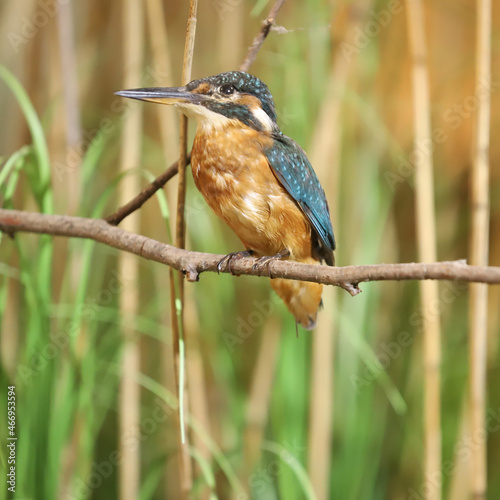 Common kingfisher sitting on a branch. Alcedo atthis